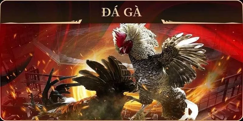 Khám phá nền tảng đá gà LU88 – Cầu nối giữa đam mê và chiến thắng Khám phá nền tảng đá gà LU88 – Cầu nối giữa đam mê và chiến thắng